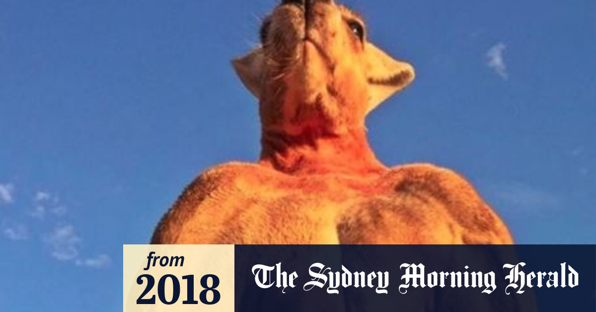 Roger the ripped kangaroo dies at Kangaroo Sanctuary Alice Springs, age 12